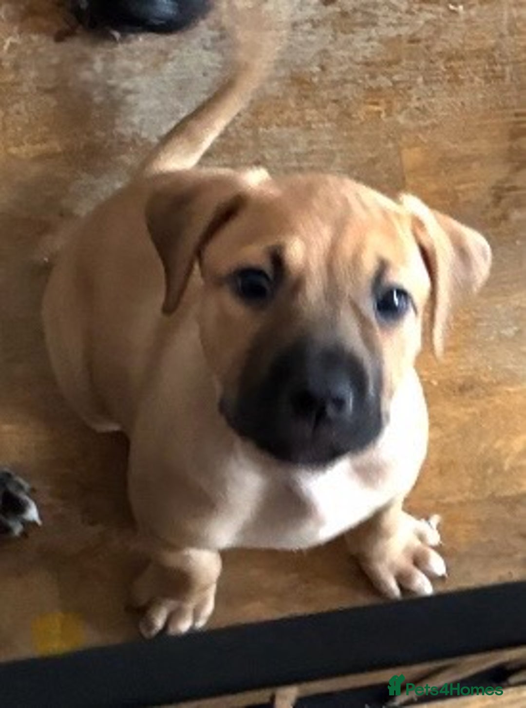 Mixed Breed dogs for sale: Beautiful Presa Mix Pups  - Image 18
