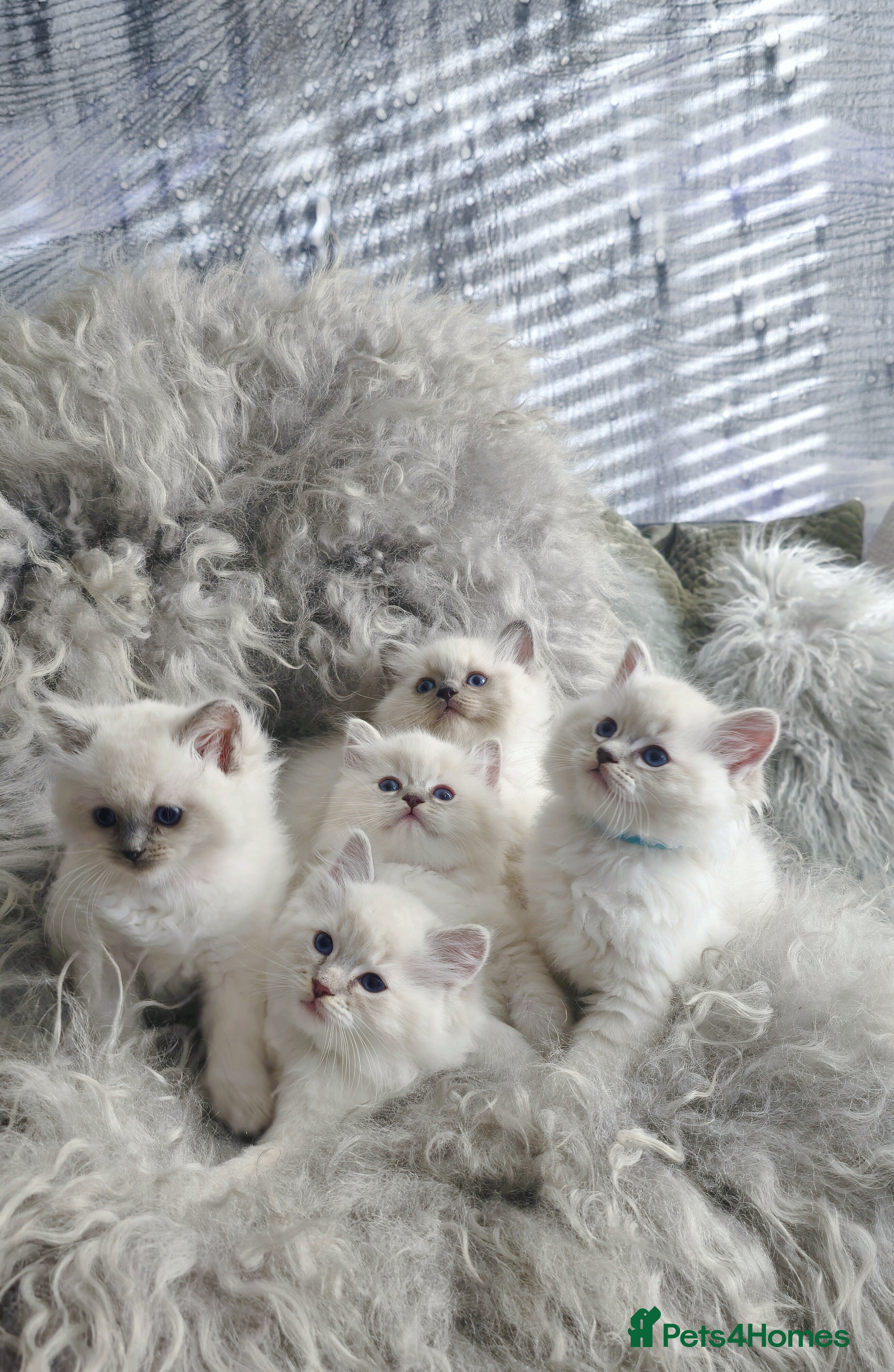 Ragdoll cats 🩵Pure Ragdoll Kittens Ready to be Reserved🩷 - Advert 5