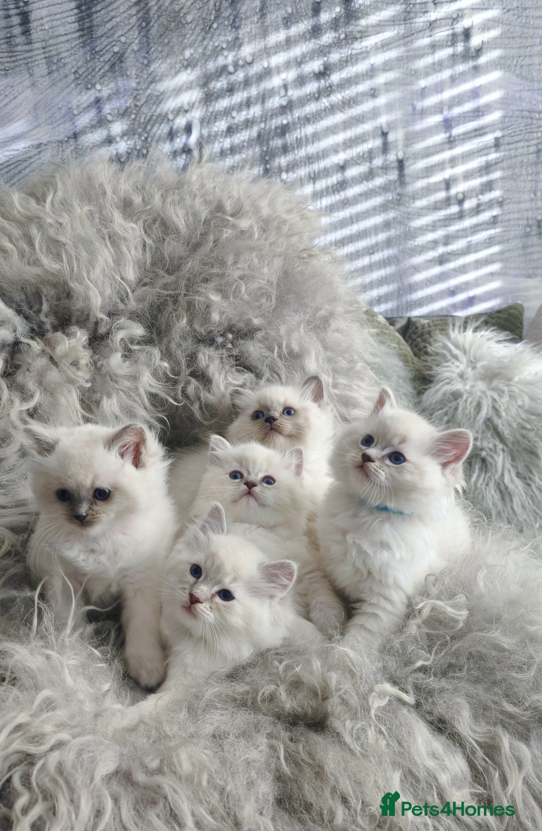 Ragdoll cats for sale: 🩵Pure Ragdoll Kittens Ready to be Reserved🩷 - Advert 1
