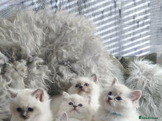 Ragdoll cats 🩵Pure Ragdoll Kittens Ready to be Reserved🩷 - Advert 5
