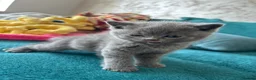 British Shorthair cats for sale: Blue British short hair  in Colchester - Advert 7