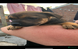Staffordshire Bull Terrier dogs for sale: Staffy pups for sale - Image 8