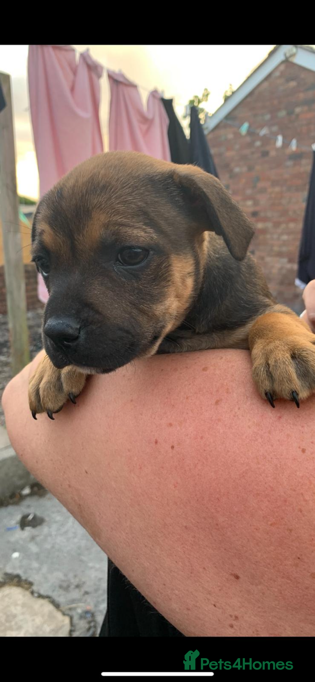 Staffordshire Bull Terrier dogs for sale: Staffy pups for sale - Image 8