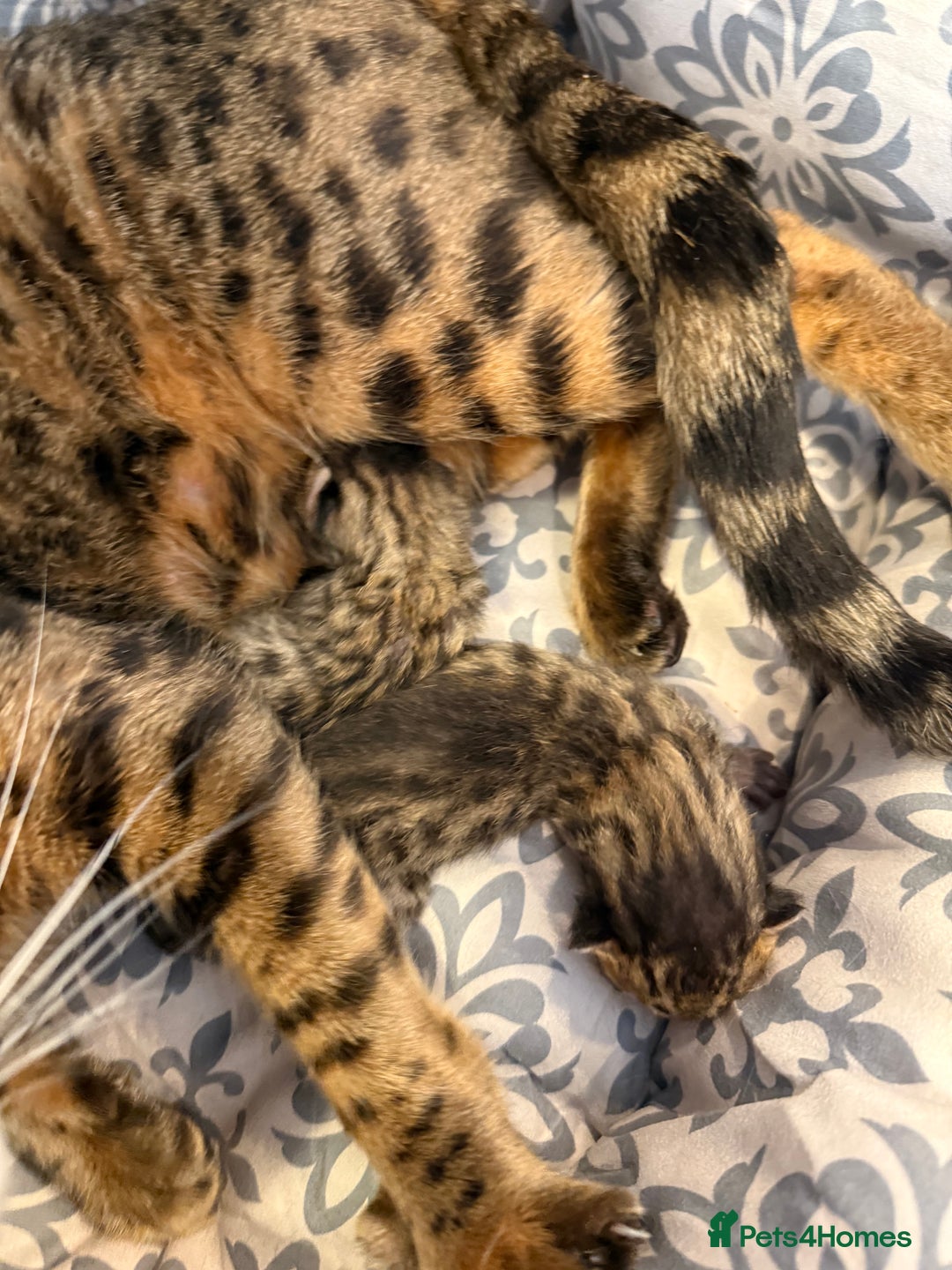 Bengal cats for sale: Beautiful boy remaining ready to go  - Image 9