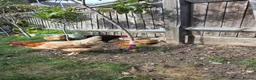 Chickens poultry for sale: 5 x egg laying hens in Thornton Heath - Advert 4