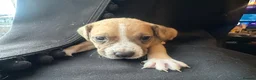 Mixed Breed dogs for sale: Mixed breed puppies in Rowley Regis - Advert 26