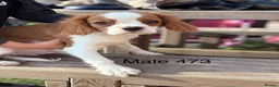 Cavalier King Charles Spaniel dogs for sale: Gorgeous chunky little puppies READY now - Advert 6