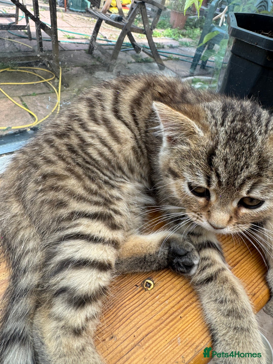 Persian cats for sale: PERSIAN X in Bradford - Image 14