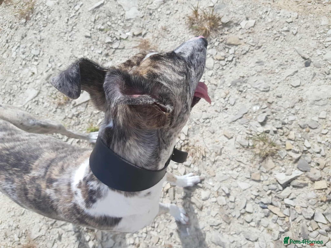 Mixed Breed dogs for sale: 4 year old Male Lurcher cross Collie Greyhound - Image 7