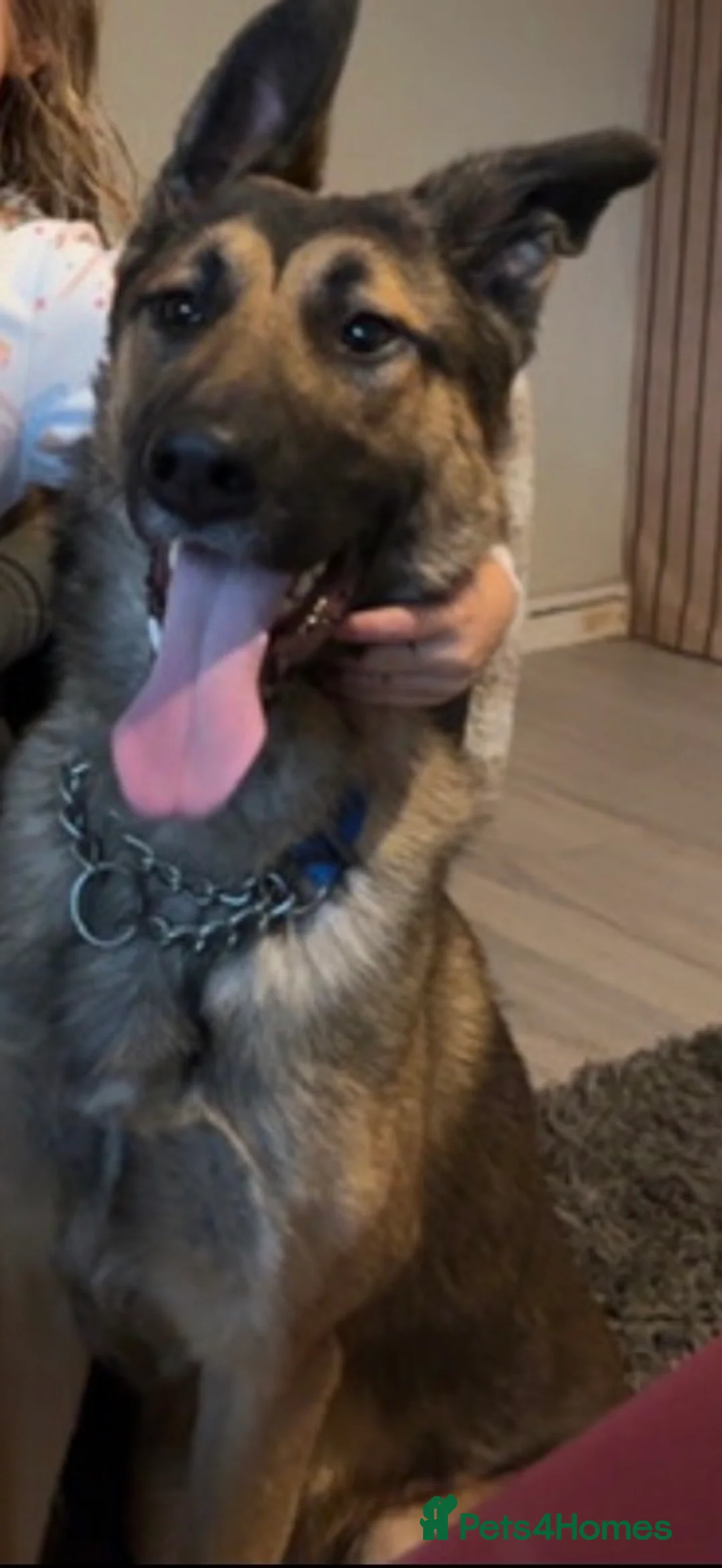 Mixed Breed dogs for sale: REHOMING our beautiful boy - Advert 5