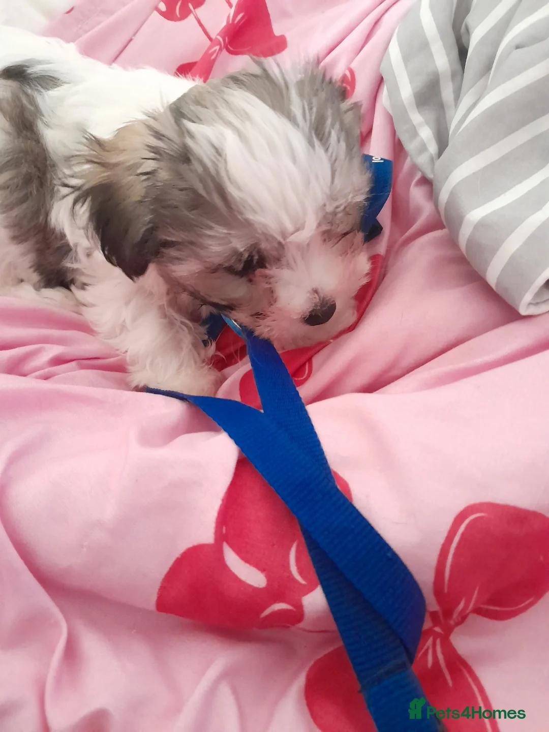 Maltipoo dogs for sale: Maltipoo  - Advert 2