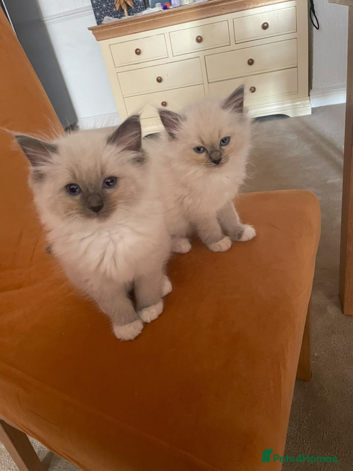 Ragdoll cats Beautiful Ragdoll KittensReady 4Their New Homes 🐾 - Advert 2