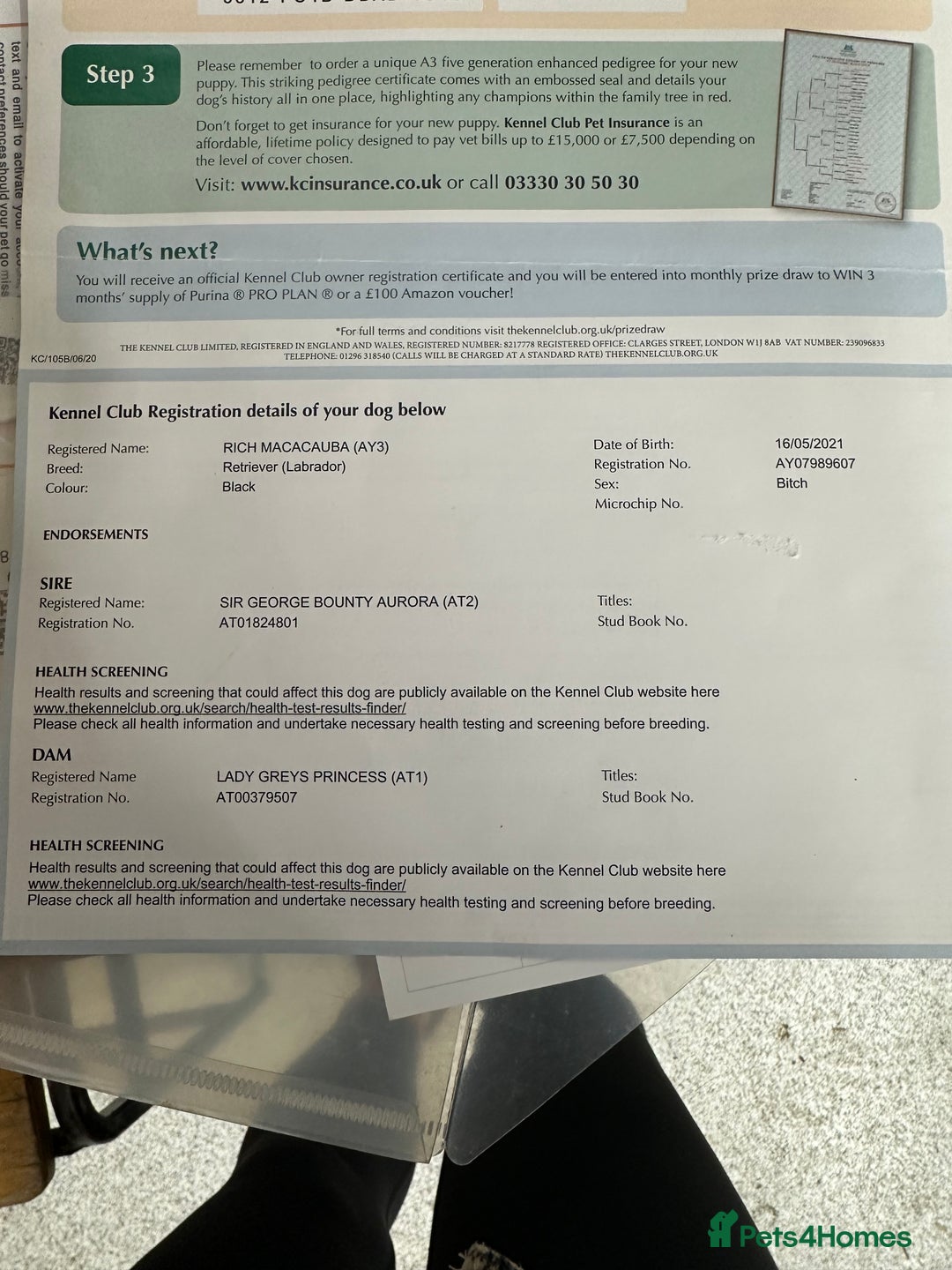 Labrador Retriever dogs for sale: Kc reg. black Labrador bitch. 4 year old - Advert 3