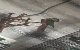 Conures birds for sale: Green Cheek Conure - Image 2