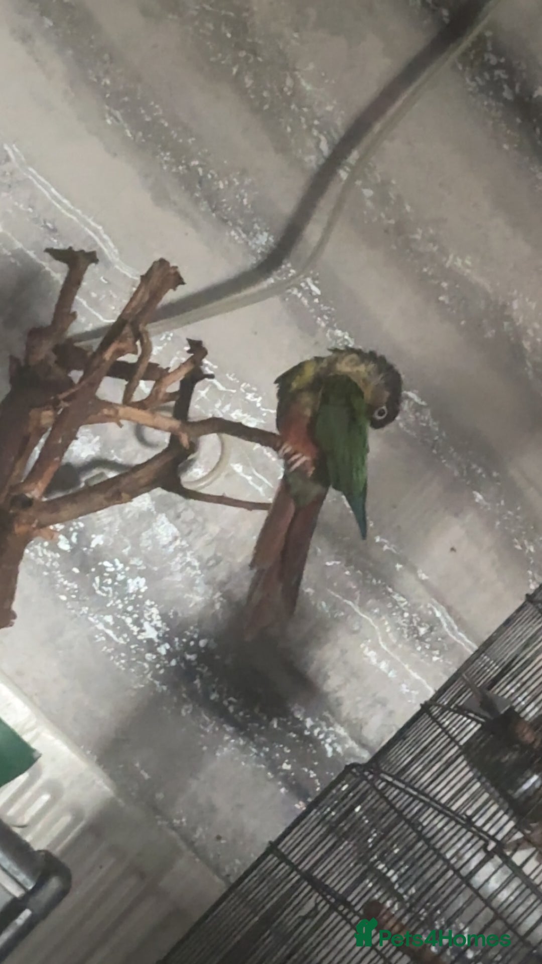 Conures birds for sale: Green Cheek Conure - Image 2