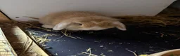 Mini Lop rabbits for sale: 3 mini lop in Blackwood - Advert 6