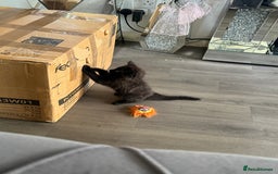 Maine Coon cats for sale: 1 Black Female Main Coon Cross Kitten  - Image 5