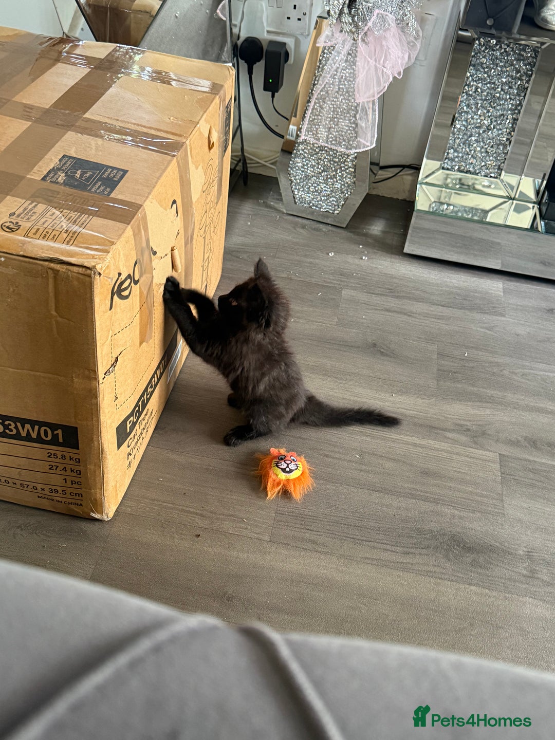 Maine Coon cats for sale: 1 Black Female Main Coon Cross Kitten  - Image 5
