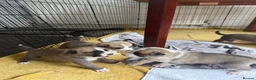 Mixed Breed dogs for sale: Siberian Husky x AmStaff Terrier Puppies - Advert 3