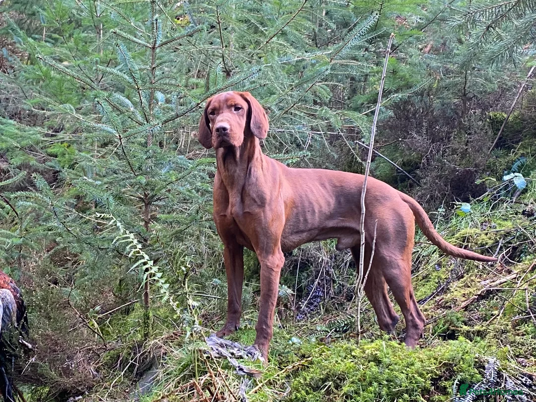 Hungarian Vizsla dogs for stud: Beautiful Imported KC Hungarian Vizsla Stud - Advert 1