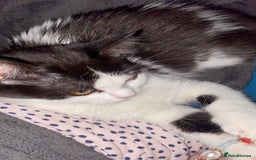Mixed Breed cats for sale: 5 kittens - Image 31