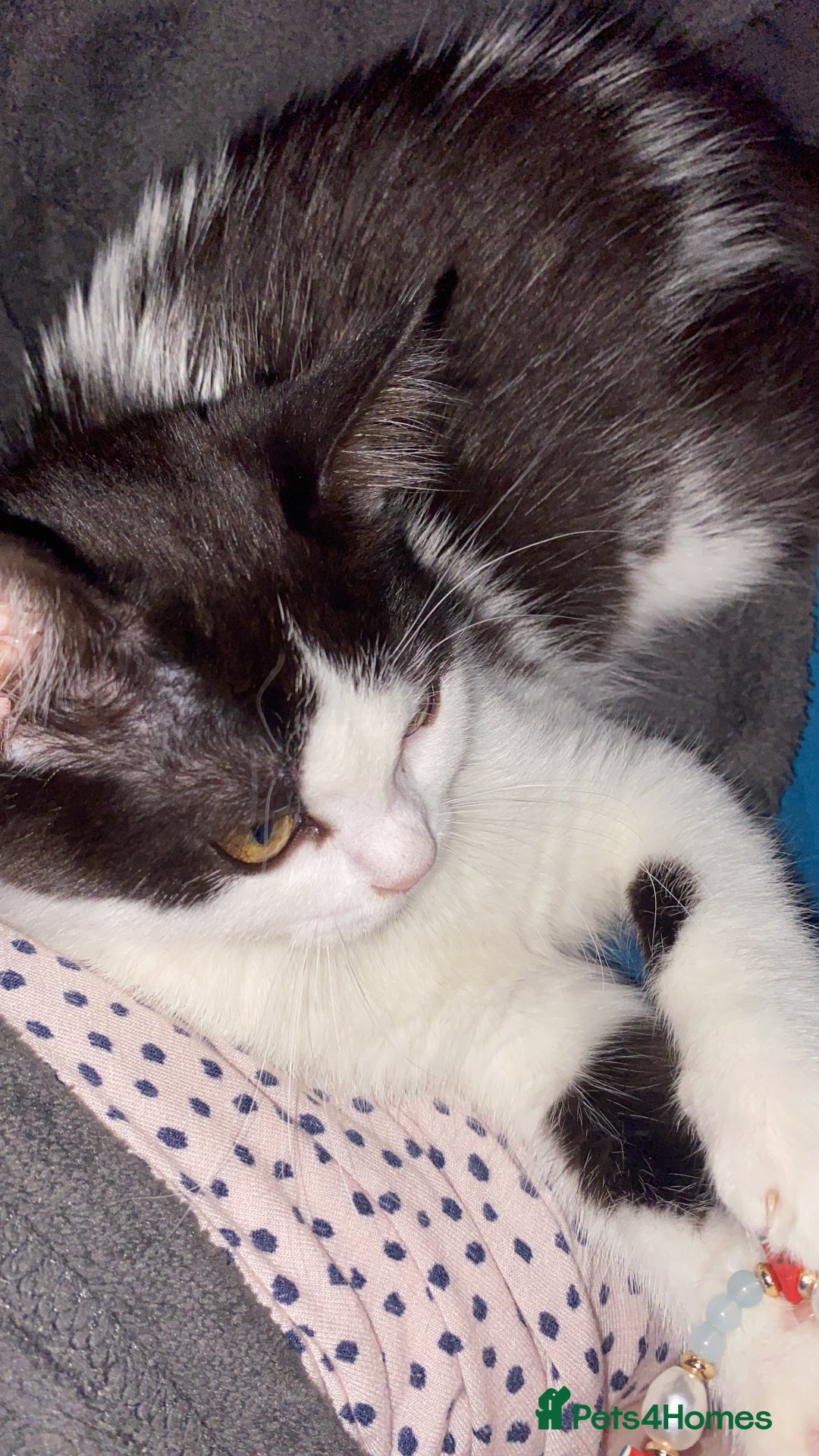 Mixed Breed cats for sale: 5 kittens - Image 31
