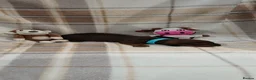 Dachshund dogs for sale: OUTSTANDING KC reg, smooth,standard dachshund  - Advert 18