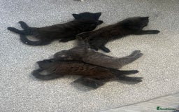 British Longhair cats for sale: 3 chocolate brown boys ready to leave  - Image 1