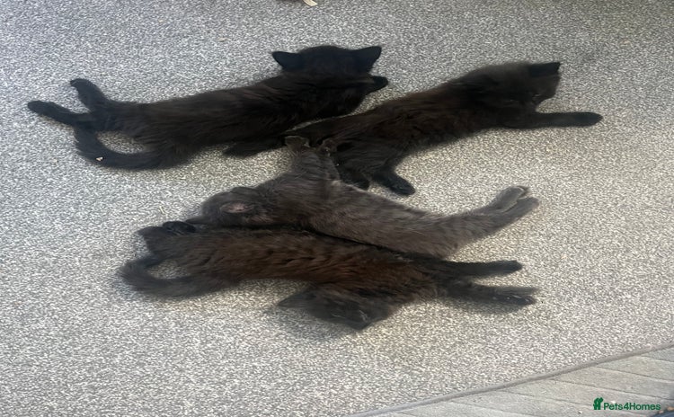 British Longhair cats - Advert 2