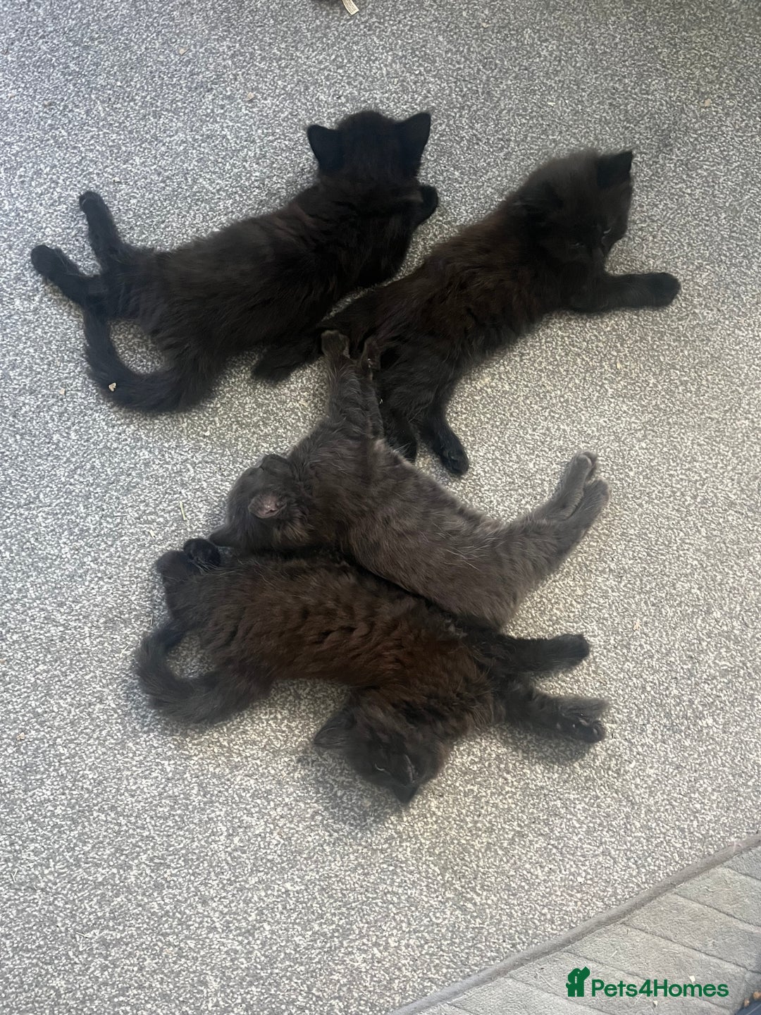 British Longhair cats for sale: 3 chocolate brown boys ready to leave  - Image 1