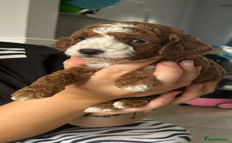 Cockapoo dogs - Advert 11