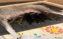 Mixed Breed dogs for sale: Husky/lab/staffi - Image 11