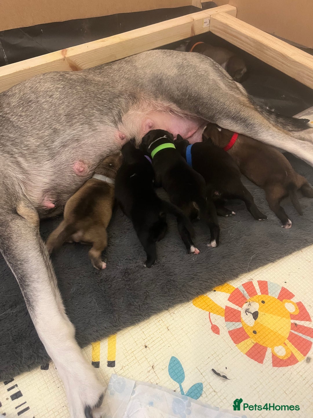 Mixed Breed dogs for sale: Husky/lab/staffi - Image 11