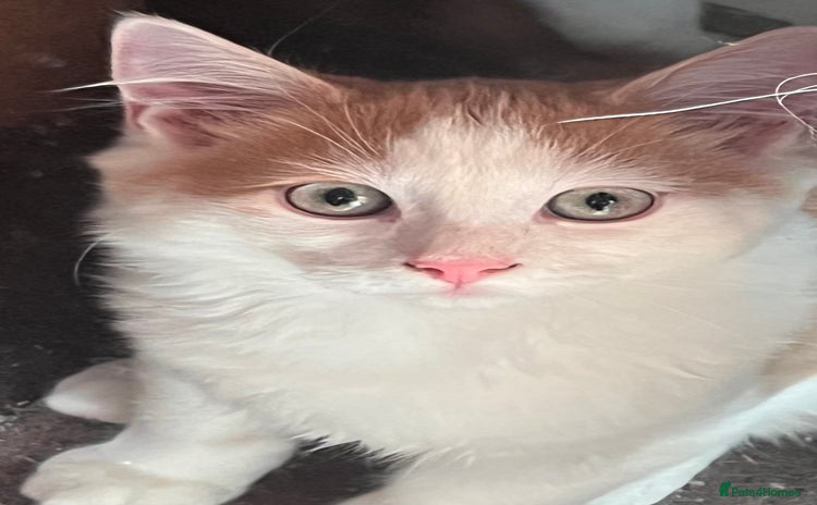 Mixed Breed cats - Advert 10