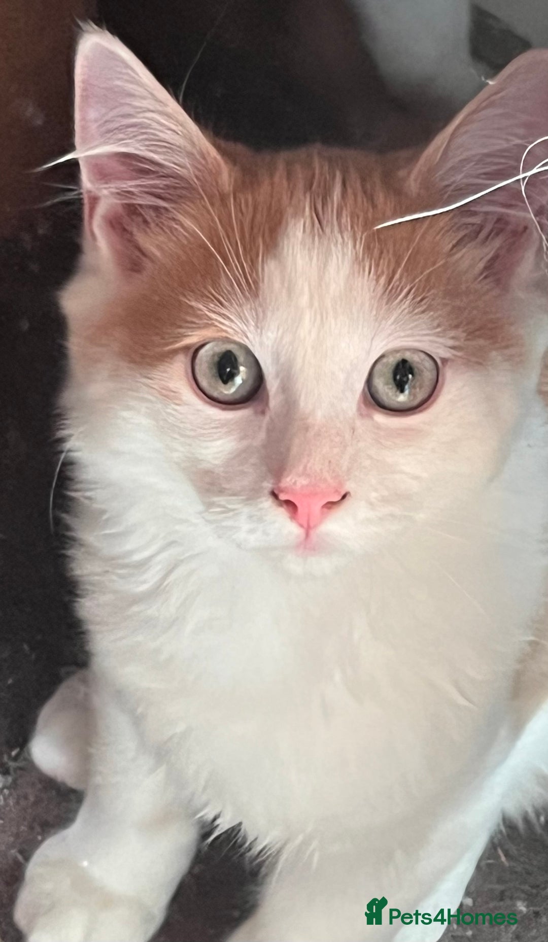 Mixed Breed cats for sale: Raggdoll x Kittens ready now  - Image 1