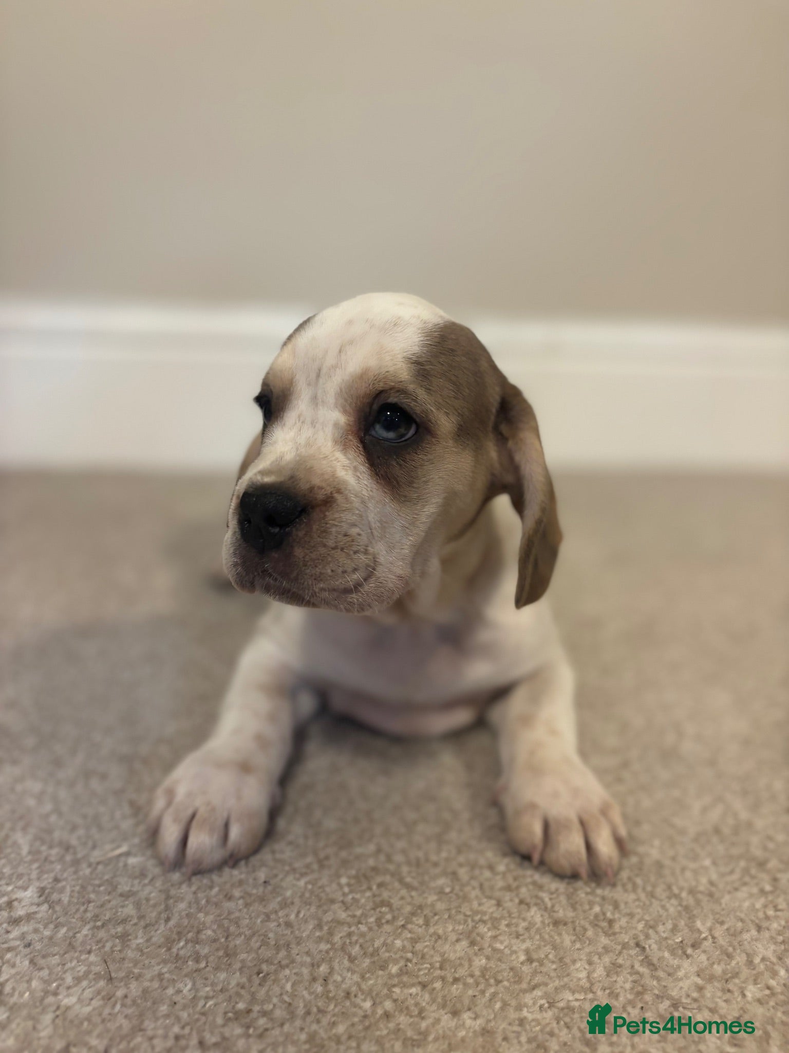 Mixed Breed dogs (Ready to leave)Cocker X Frenchie puppies - Advert 3