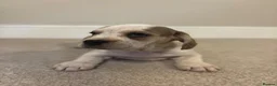 Mixed Breed dogs for sale: (Ready to leave)Cocker X Frenchie puppies in Northwich - Advert 1