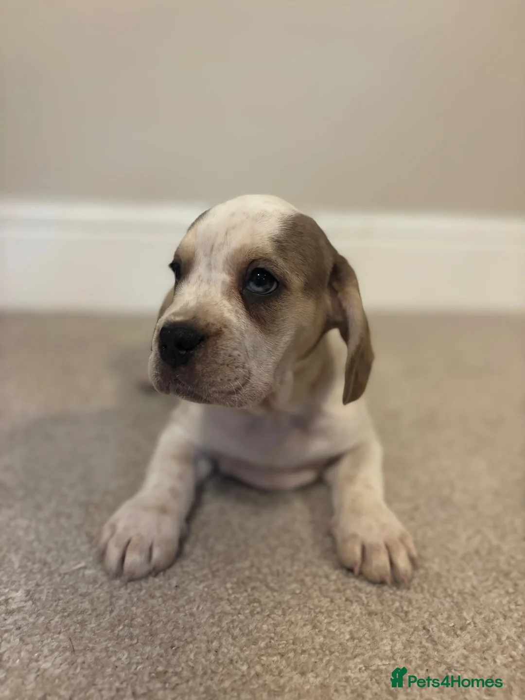 Mixed Breed dogs for sale: (Ready to leave)Cocker X Frenchie puppies in Northwich - Advert 1