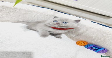 British Shorthair cats - Advert 1