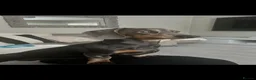 Miniature Dachshund dogs for stud: Miniature dachshund STUD - Advert 3