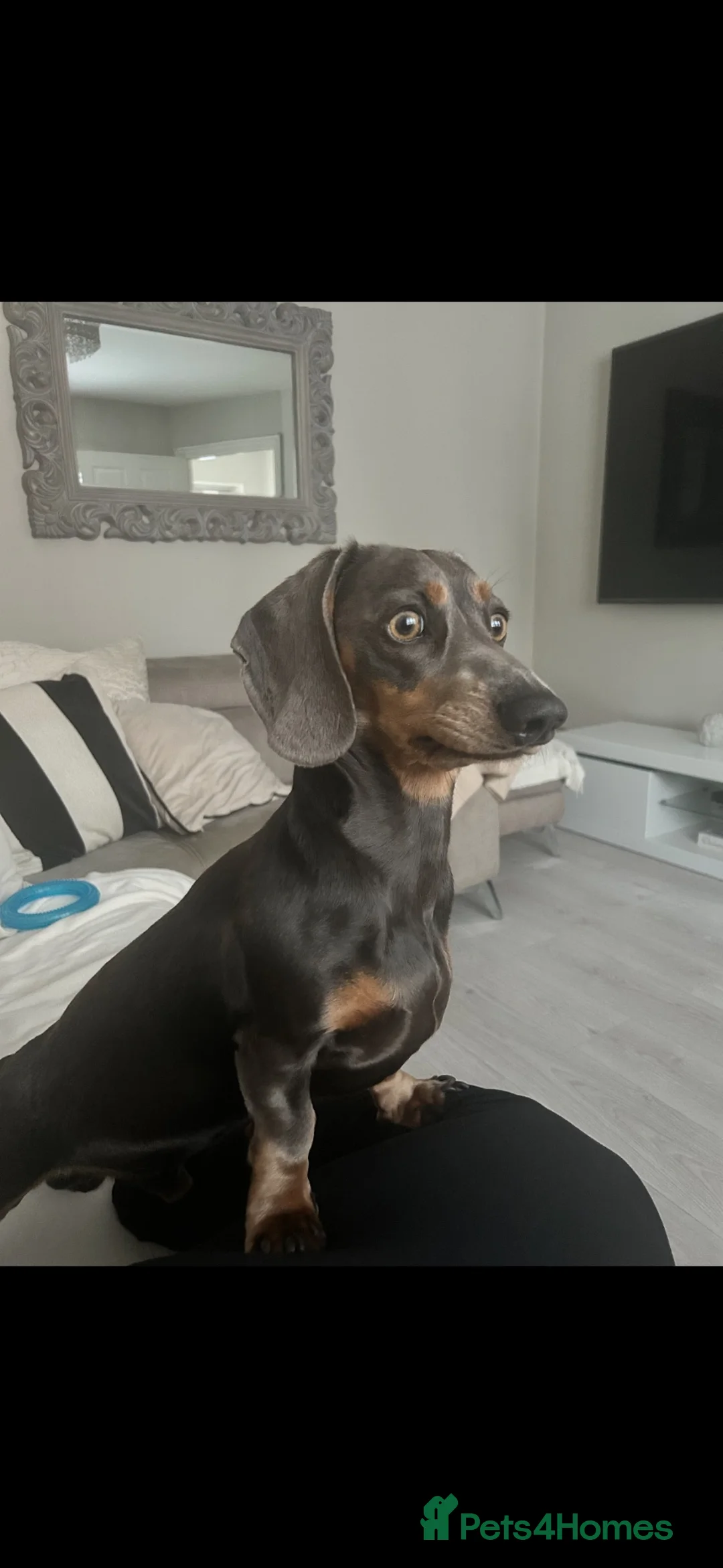 Miniature Dachshund dogs for stud: Miniature dachshund STUD - Advert 3
