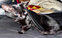 Domestic Shorthair cats for sale: Tod for adoption  - Image 5
