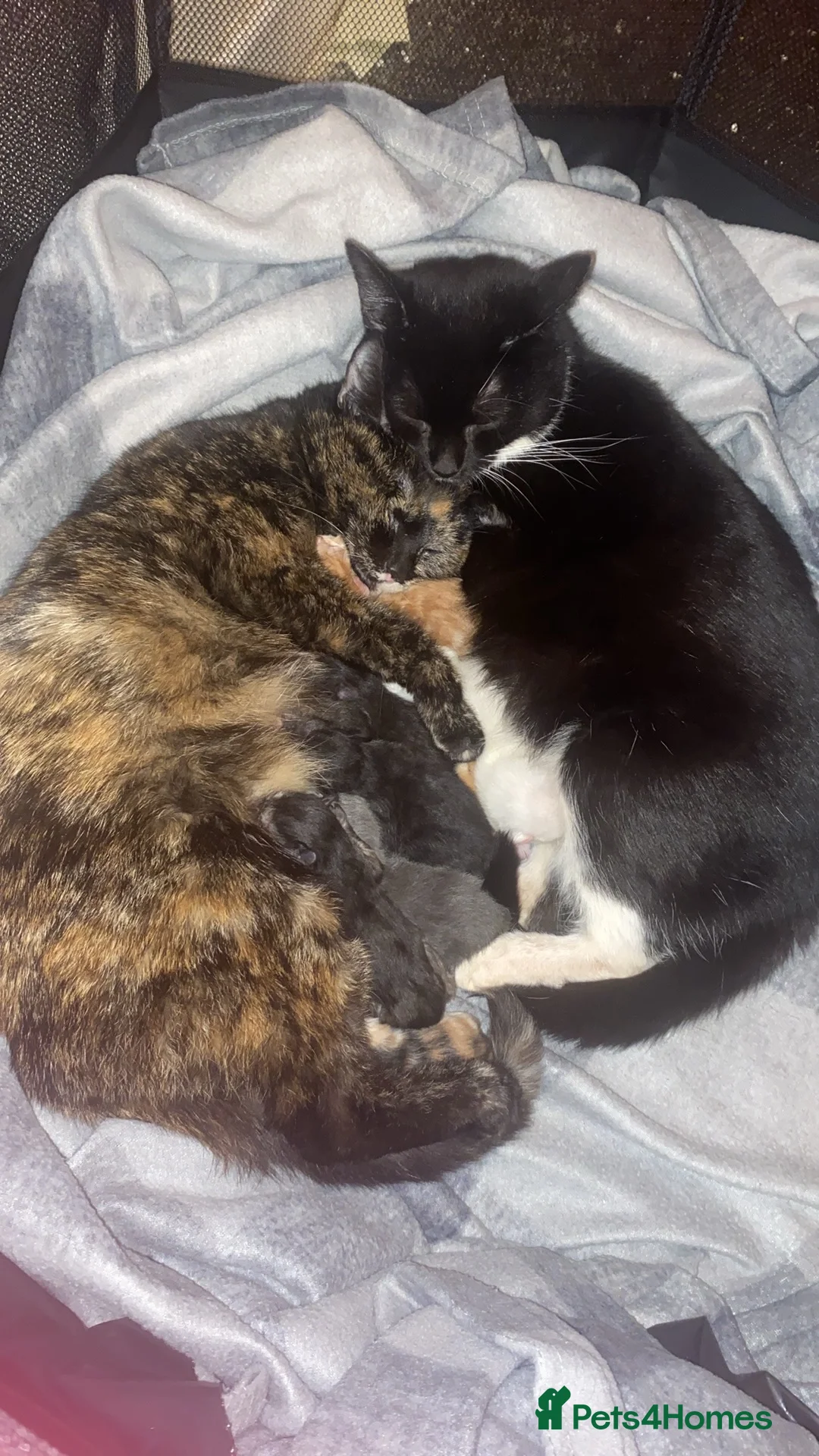 Mixed Breed cats for sale: 2 adorable twins ready for new homes!  - Advert 9
