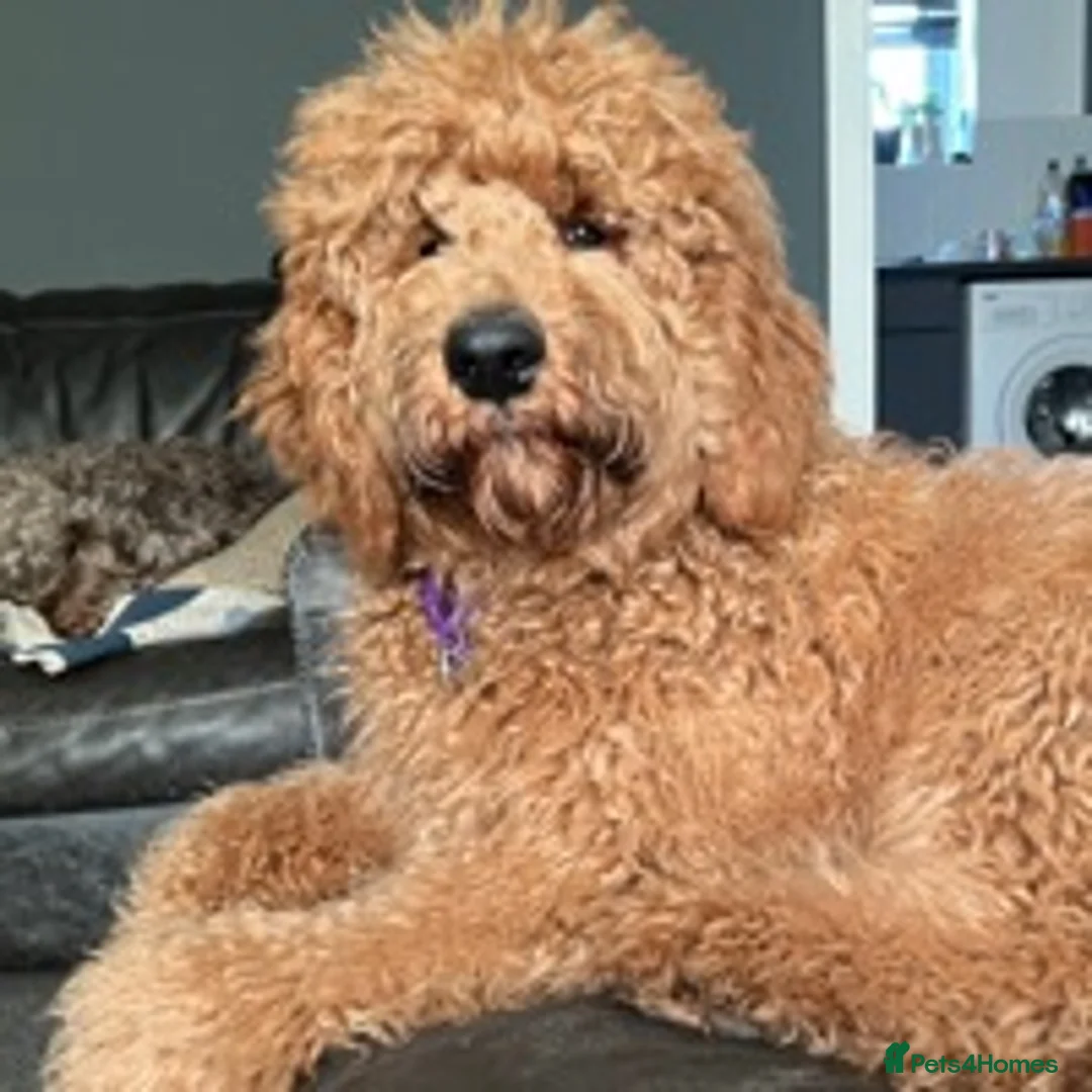 Goldendoodle dogs for stud: Goldendoodle Standard size (proven)  in Manchester - Advert 3