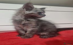 Maine Coon cats for sale: Beautiful Maine Coon Kittens - Advert 13