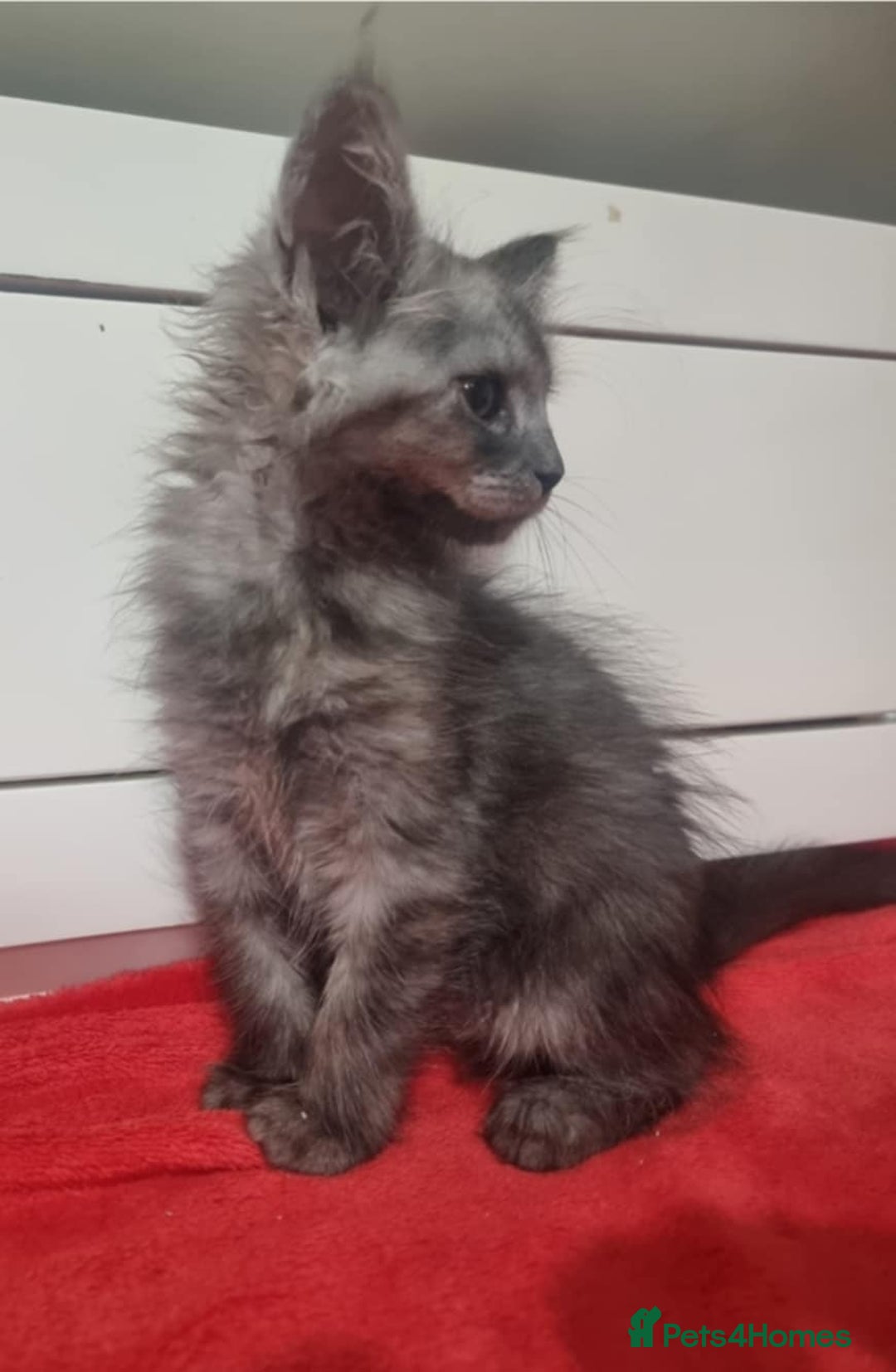 Maine Coon cats for sale: Beautiful Maine Coon Kittens - Advert 13