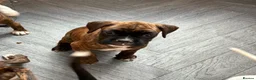 Boxer dogs for sale: boxer puppies for sale ***READY TO LEAVE NOW*** - Advert 14