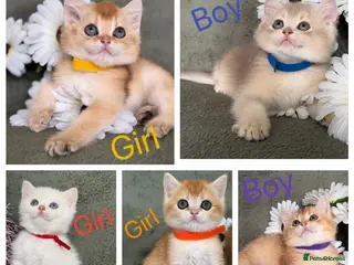 British Shorthair cats British shorthair adorable Blu golden GCCF kitens - Advert 5