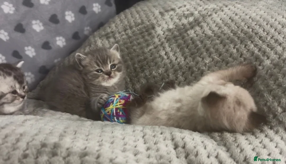 British Shorthair cats for sale: Beautiful rainbow 🌈 litter of bsh kittens  - Advert 8