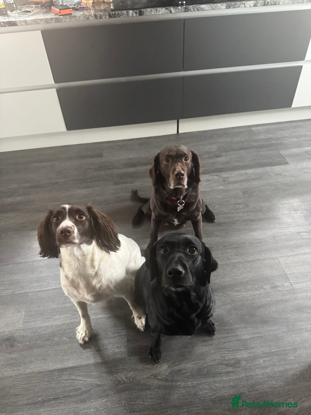 Springador dogs for sale: 4 Male Labrador available - Advert 19